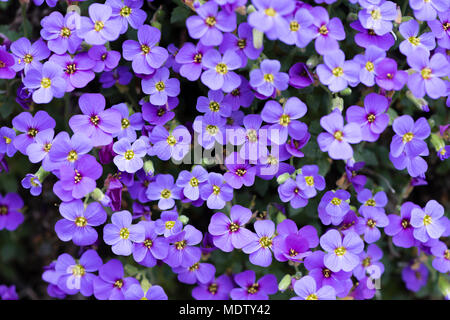 Aubrieta deltoidea (Famiglia Cruciferae), anche rockcress viola. Impianto di tallonamento ampiamente coltivata in rock gardens Foto Stock