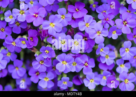 Aubrieta deltoidea (Famiglia Cruciferae), anche rockcress viola. Impianto di tallonamento ampiamente coltivata in rock gardens Foto Stock