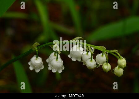 Wet ramoscello di un giglio della valle in una goccia di acqua di pioggia su una mattina di primavera Foto Stock