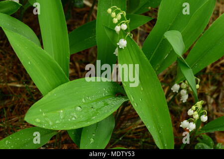 Wet canneti di fiori di primavera del giglio della valle possono Foto Stock