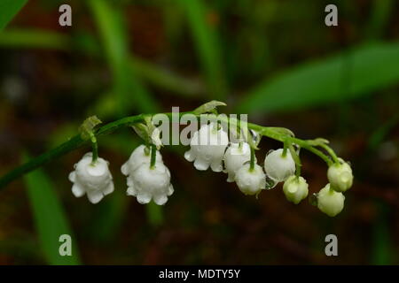 Fiore il giglio della valle in goccioline di acqua dopo una pioggia di primavera Foto Stock