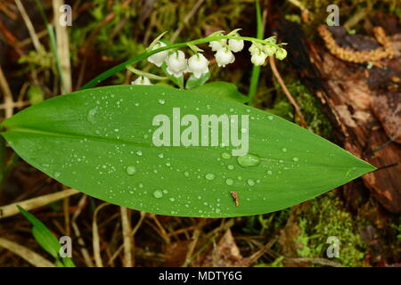 Fiore il giglio della valle in gocce di acqua piegate al suolo Foto Stock