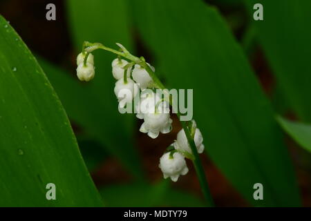 Il ramo fiore il giglio della valle in gocce di pioggia a molla Foto Stock