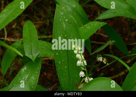 Fiore bagnato lascia il giglio della valle in gocce di acqua Foto Stock