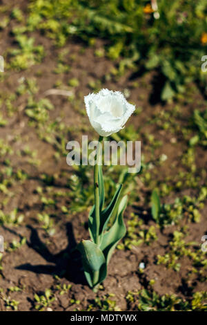 Orlata Bianco tulip in primavera Foto Stock