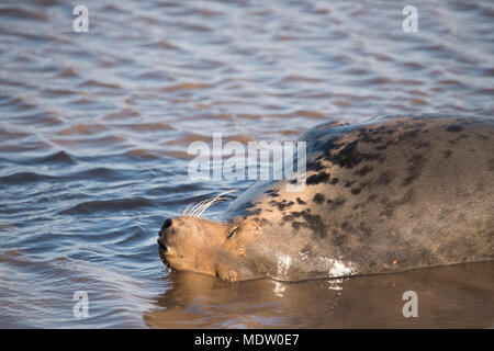 Donna Nook, Lincolnshire, Regno Unito - Nov 16: guarnizione di grigio vengono a riva per la stagione del parto si trova nei fondali bassi il 16 Nov 2016 a Donna Nook santuario di tenuta, Lin Foto Stock