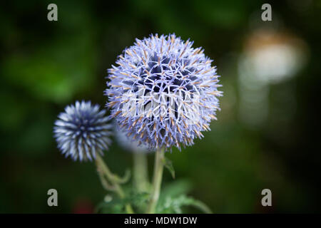 Close up di blu Allium floricoltura fuori in giardino, con un blu thistle appena al di fuori della messa a fuoco. Foto Stock