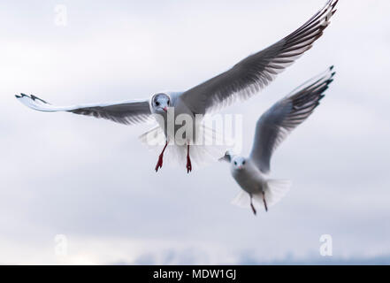 Una coppia di gabbiani in aria Foto Stock