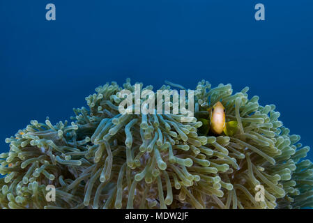 Maldive anemonefish (Amphiprion nigripes) in anemone Foto Stock