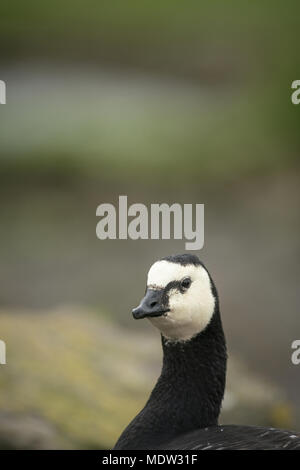 Barnacle goose, Branta leucopsis, alimentazione sul pascolo irregolare nel sud della Scozia Foto Stock