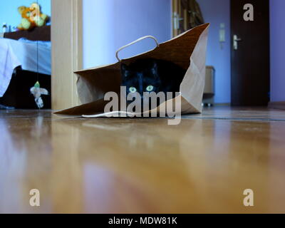 Gatto nero in un sacchetto di carta Foto Stock