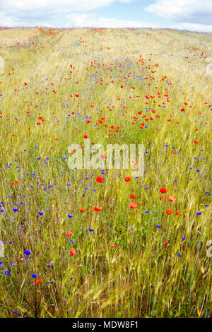 Blooming cornflowers e di papavero nel campo di segale su una soleggiata giornata estiva Foto Stock