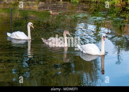 Famiglia di cigni penna e cob cygnet. Foto Stock