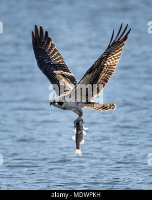 Osprey in volo con un appena catturati di alosa Foto Stock