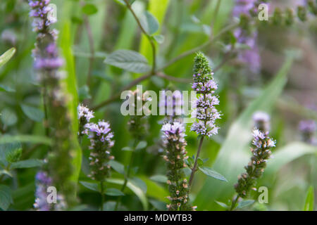 Lilla fiore della pianta di menta in giardino biologico Foto Stock