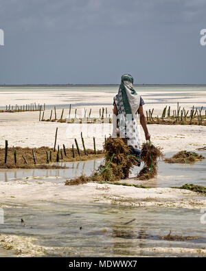 Alga di mare che si trova a Jambiani in Zanzibar Foto Stock