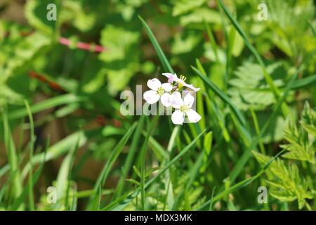 Piccola rosa / viola di fiori di campo in erba Foto Stock