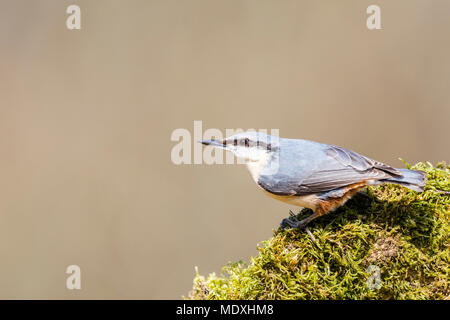 Aberystwyth, Ceredigion, Wales, Regno Unito. 21 aprile 2018. Un europeo picchio muratore rovistando in una calda e soleggiata giornata di primavera in Galles centrale. (C) Phil Jones/Alamy Live News Foto Stock