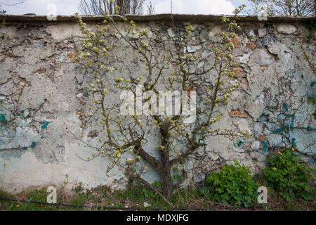 Francia, Montreuil-sous-Bois, 4 rue du giardino Ecole, orticoltura, Societe Regionale d'orticoltura de Montreuil, formazione a spalliera peschi. Foto Stock