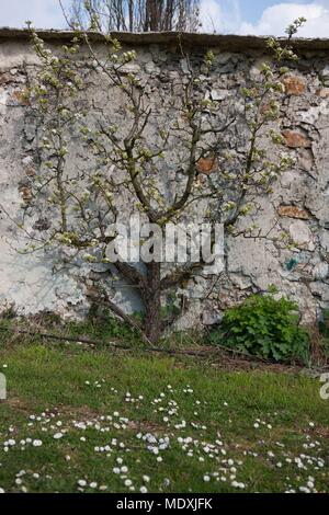 Francia, Montreuil-sous-Bois, 4 rue du giardino Ecole, orticoltura, Societe Regionale d'orticoltura de Montreuil, formazione a spalliera peschi. Foto Stock