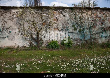 Francia, Montreuil-sous-Bois, 4 rue du giardino Ecole, orticoltura, Societe Regionale d'orticoltura de Montreuil, formazione a spalliera peschi. Foto Stock