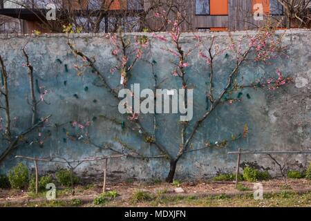 Francia, Montreuil-sous-Bois, 4 rue du giardino Ecole, orticoltura, Societe Regionale d'orticoltura de Montreuil, formazione a spalliera peschi. Foto Stock