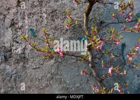 Francia, Montreuil-sous-Bois, 4 rue du giardino Ecole, orticoltura, Societe Regionale d'orticoltura de Montreuil, formazione a spalliera peschi. Foto Stock