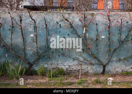 Francia, Montreuil-sous-Bois, 4 rue du giardino Ecole, orticoltura, Societe Regionale d'orticoltura de Montreuil, formazione a spalliera peschi. Foto Stock