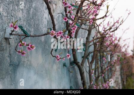 Francia, Montreuil-sous-Bois, 4 rue du giardino Ecole, orticoltura, Societe Regionale d'orticoltura de Montreuil, formazione a spalliera peschi. Foto Stock