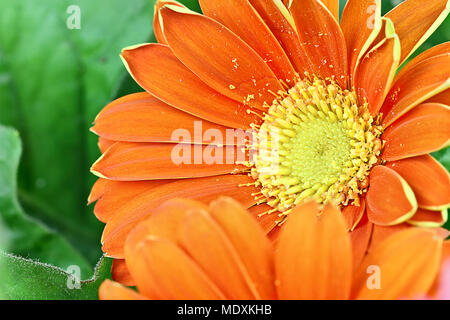 Orange gerber margherite con estrema profondità di campo e la messa a fuoco selettiva sulla seconda fiore. Foto Stock