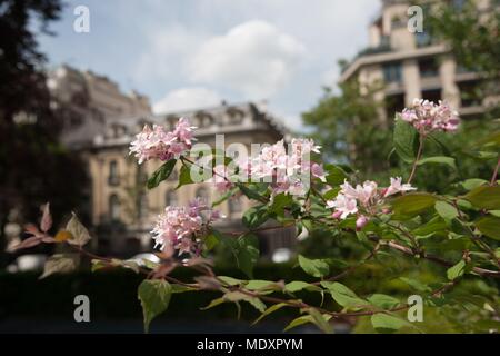 Parigi, Avenue Foch, giardini su Avenue Foch, Foto Stock