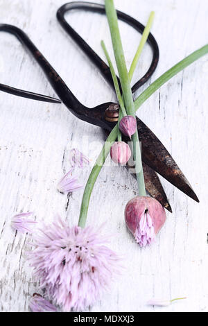 Appena tagliati erba cipollina organico giacente su forbici antichi su un sfondo di legno. Estrema profondità di campo con il fuoco selettivo sui bulbi e la sfocatura o Foto Stock