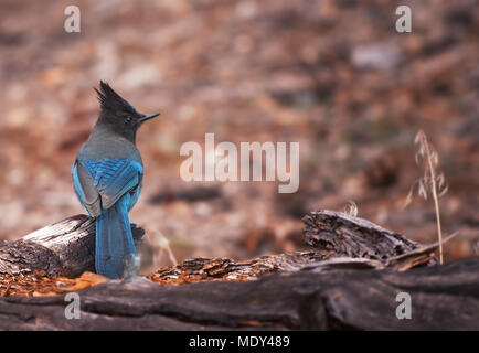 Steller Jay in California Foto Stock