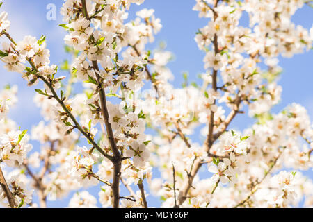 Fioritura mandorlo close-up Foto Stock