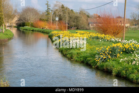 Giunchiglie in primavera lungo il fiume windrush a Bourton sull'acqua, Cotswolds, Gloucestershire, Inghilterra Foto Stock