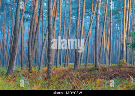 La luce del sole che riflette sui tronchi della foresta di pini in una nebbiosa mattina in autunno in Hesse, Germania Foto Stock