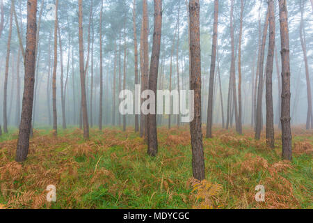 Close-up di tronchi di alberi in una foresta di pini su foschia mattutina in autunno in Hesse, Germania Foto Stock