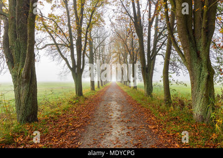 Chestnut viale alberato in autunno in Hesse, Germania Foto Stock