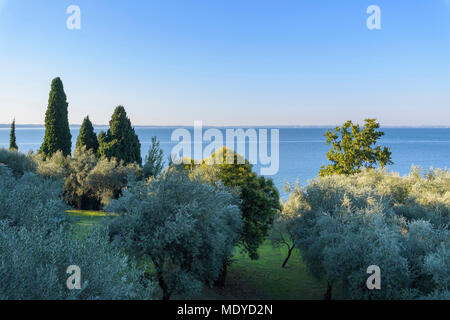 Panoramica di uliveto e il Lago di Garda Lago di Garda) nel Garda, Veneto, Italia Foto Stock