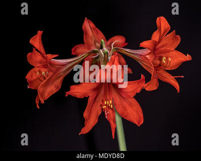 Splendida fioritura red amaryllis flower su sfondo nero. Arte della fotografia. Alta risoluzione studio immagine. Foto Stock