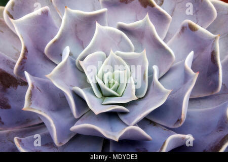Pattern e abstract del fiore di succulente Foto Stock