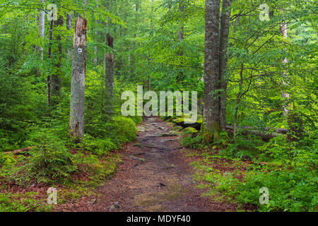 Il sentiero attraverso la foresta dopo la pioggia a Waldhauser nel Parco Nazionale della Foresta Bavarese in Baviera, Germania Foto Stock