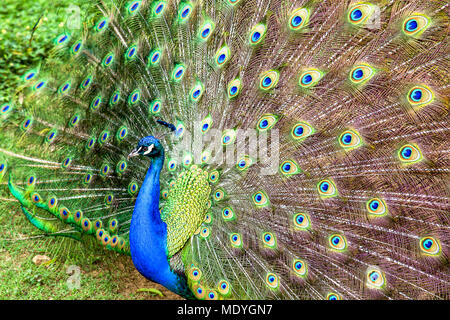 Il bellissimo modello di the peacock feather display. Foto Stock