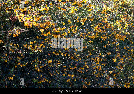 Berberis darwinii, Darwin's Crespino, denso di medie dimensioni arbusto sempreverde, con lucido scuro verde, ampiamente oblungo, scarsamente spined foglie. Foto Stock