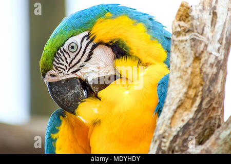 Un giallo e blu macaw stallieri le sue piume. Foto Stock