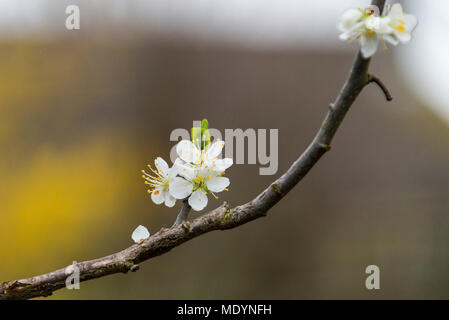 I fiori di un damson tree (Prunus domestica subsp. insititia) Foto Stock