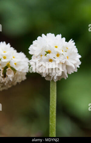 Un bianco coscia primula (Primula denticulata) Foto Stock