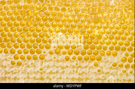 Miele naturale pettine texture esagonale, macro foto ad alta risoluzione Foto Stock