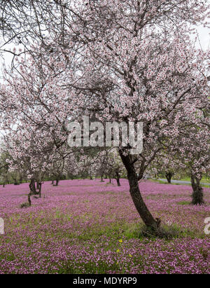 Bellissimo campo con alberi di mandorle pieno di fiori bianchi e viola per velo di fiori in terra, in primavera. Foto Stock