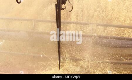 La macchina mietitrebbiatrice rimuove il grano. La vista dalla cabina del conducente. La prima persona della vista. La mietitura del frumento raccolto l'agricoltura Foto Stock